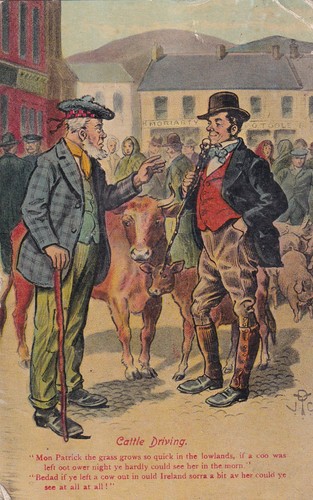 Cattle driving irish - cattle,